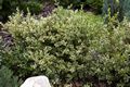 Buxus sempervirens Silver Beauty Bukszpan wieczniezielony